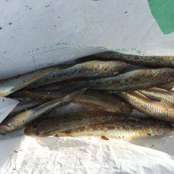 カレイ狙いのはずが・・・・?