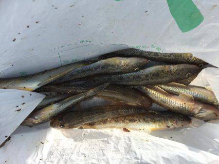 カレイ狙いのはずが・・・・？