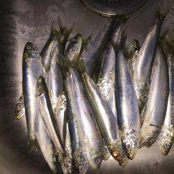 33年ぶりのカレイ！