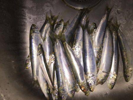 33年ぶりのカレイ！