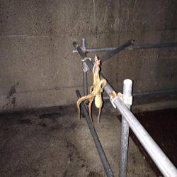 ご近所エギング