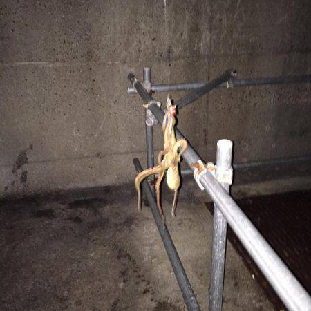 ご近所エギング