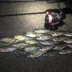 いつまで釣れ続けるの？