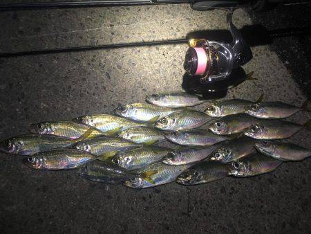 いつまで釣れ続けるの？