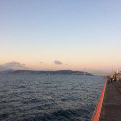 マダイを育てて帰りました