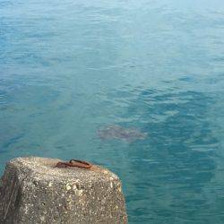 居眠りエギング