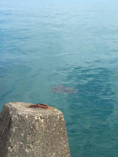 居眠りエギング