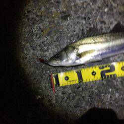 この時期はバイブレーション！