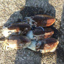 朝まづめコウイカ釣行③