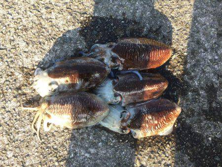 朝まづめコウイカ釣行③