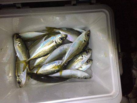 サーフアジング！