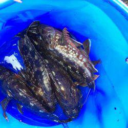 根魚ライトゲーム