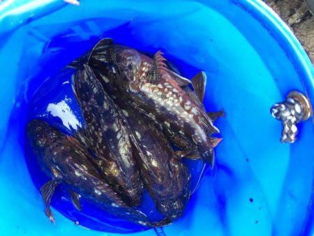 根魚ライトゲーム