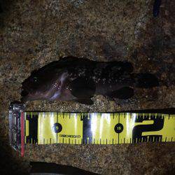 久々のロックフィッシュ