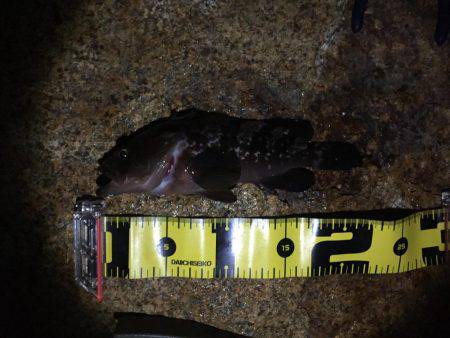 久々のロックフィッシュ