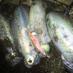 夕マズメ釣行！