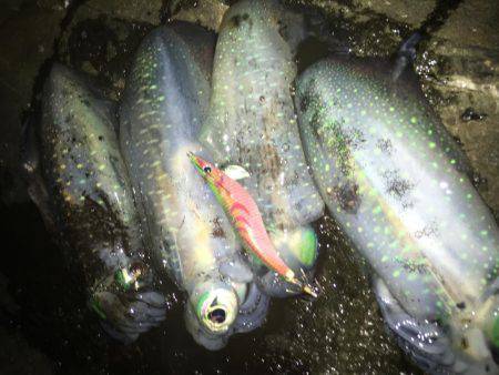 夕マズメ釣行！