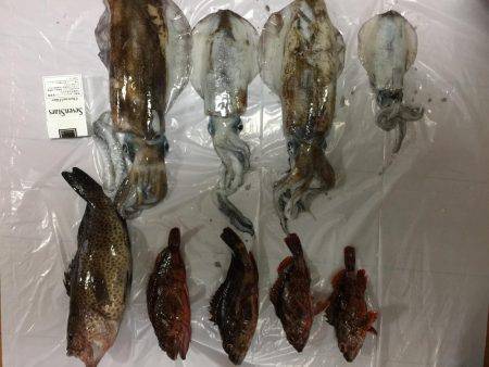 ヤエン時々ロックフィッシング