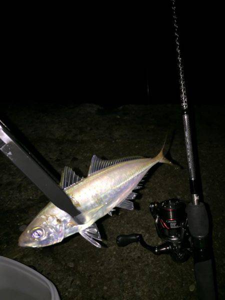 アジング釣行2日目