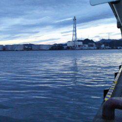 阿南市の大潟岸壁テンヤでタチウオ