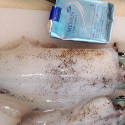 まだまだエギング!!