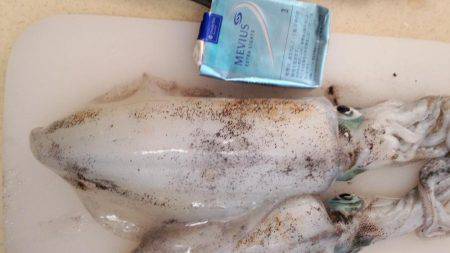 まだまだエギング!!