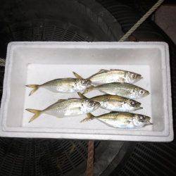 アジングのちサゴシ