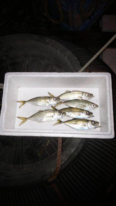 アジングのちサゴシ