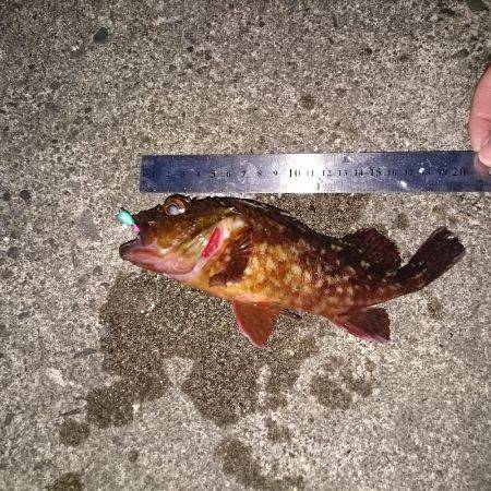 ロックフイッシュを狙う!