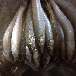 播磨新島で投げ釣り