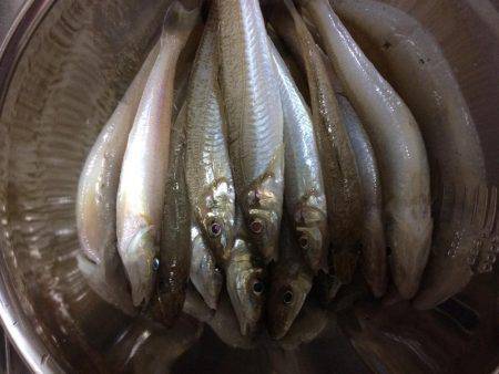 播磨新島で投げ釣り