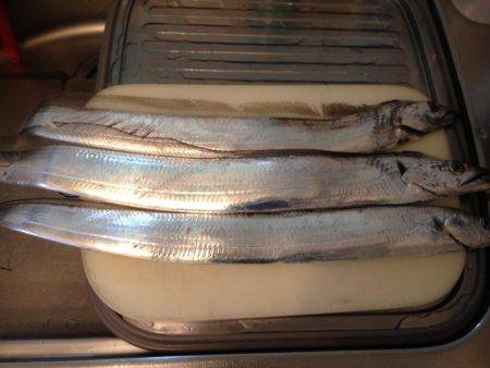 タチウオまずまず