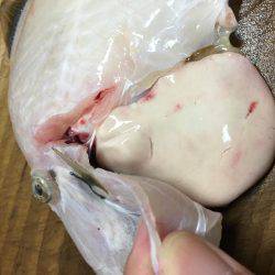 テトラの穴には？！