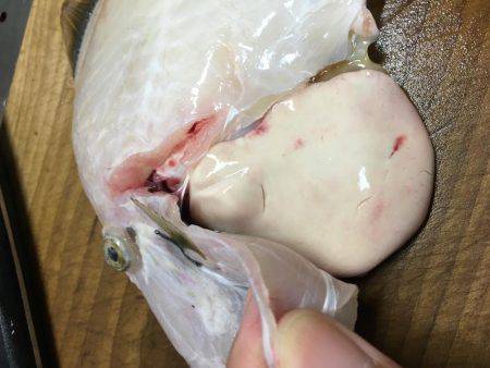 テトラの穴には？！