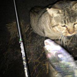 月夜のアジング