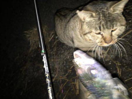 月夜のアジング