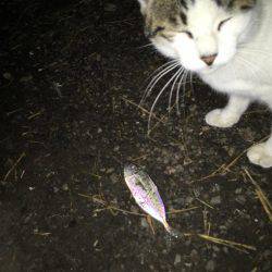 連日連夜絶好調（＾ω＾）