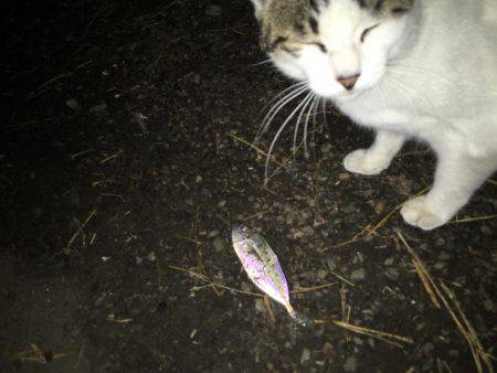 連日連夜絶好調（＾ω＾）