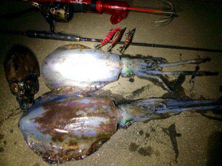 久々のエギング