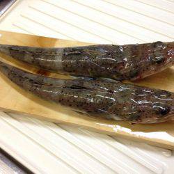 まさかのマゴチ