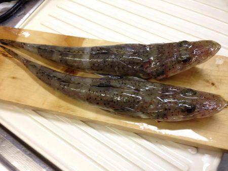 まさかのマゴチ