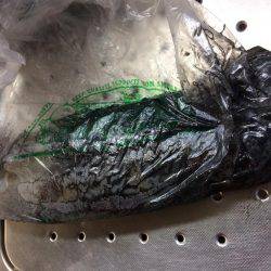 雨の前のエギング