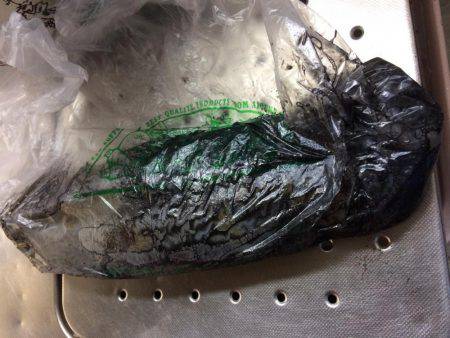 雨の前のエギング