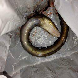 タチウオの群れ再び