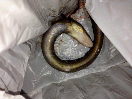 タチウオの群れ再び