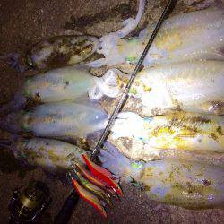 ナイトは単発の拾い釣り