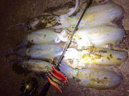 ナイトは単発の拾い釣り