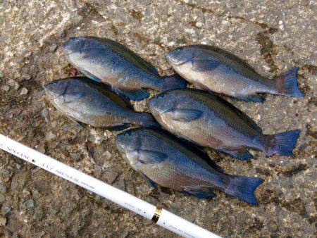 久々のグレ釣り！