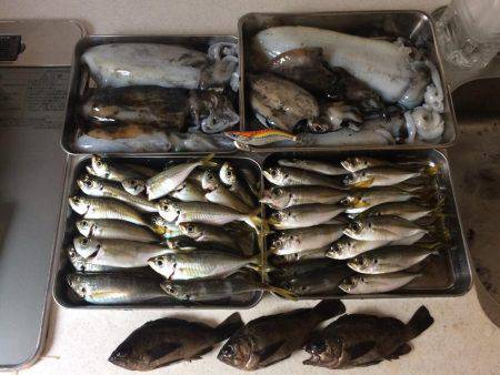 アジング釣果+オマケ