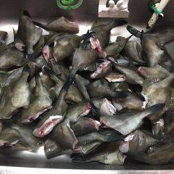 マイボートでハゲ釣り